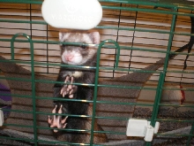 Chewy sleeping. (awww/haha)